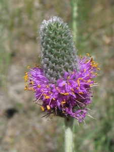 Dalea spp.